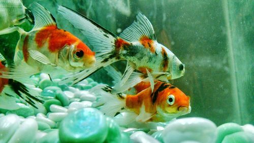 Close-up of fish in aquarium