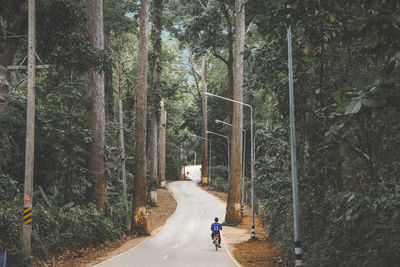 People walking on road amidst trees in forest