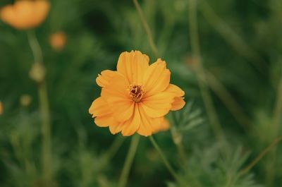 Close-up of yellow cosmos flower