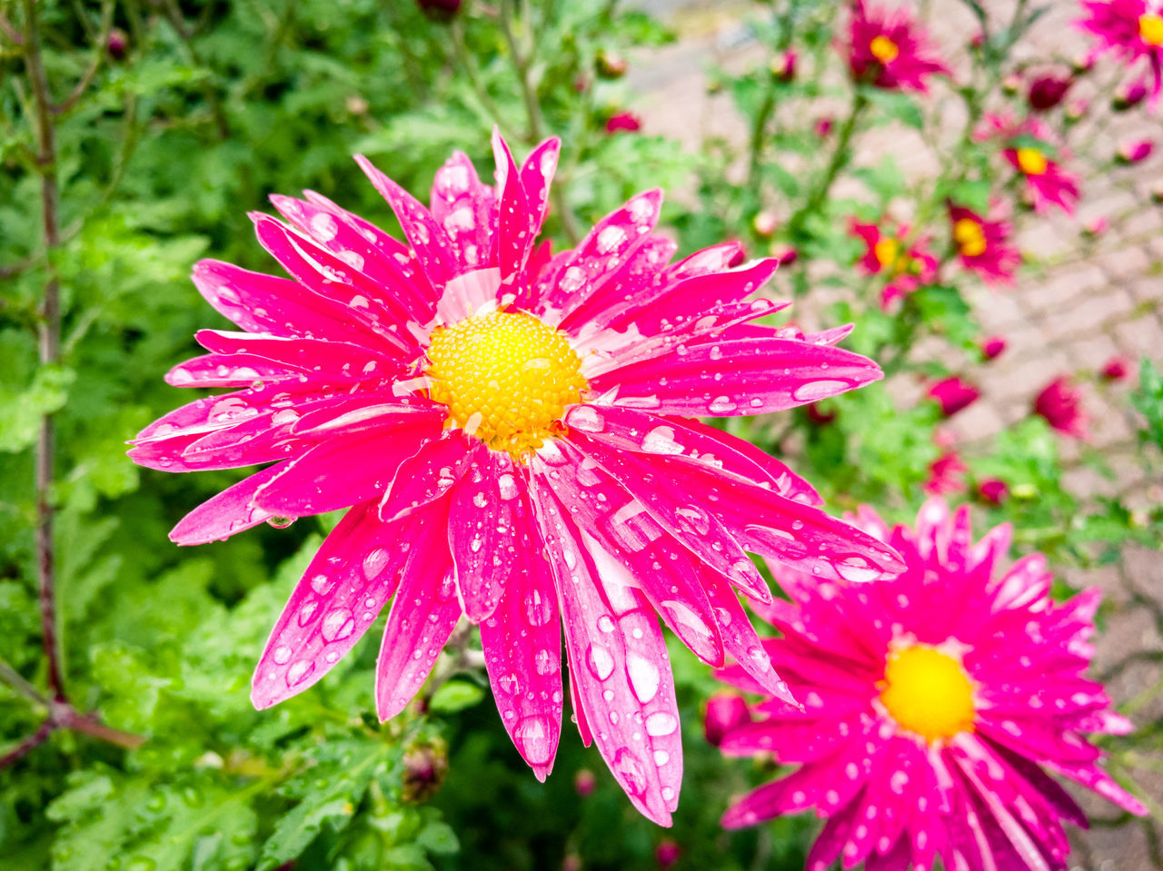 CLOSE-UP OF RAINDROPS ON PINK DAISY FLOWER