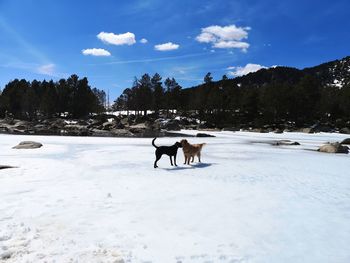 Horse standing on snow covered field against sky