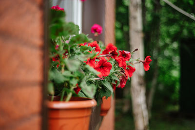 Close-up of red flowering plant in pot