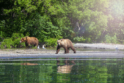 Pair bears fishing salmons in kuril lake kamchatka peninsula