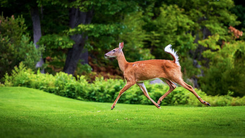 Side view full length of deer running on field