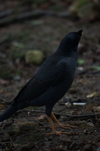 Close-up of bird