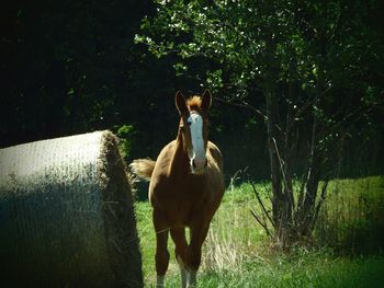 Horse standing in ranch