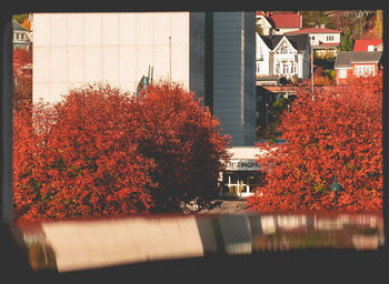 Red flowering plant by building in city during autumn