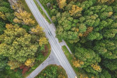 Aerial drone of crossroad leading through autumn pine and foliage forests in yellow green colors