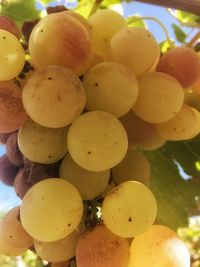 Close-up of fruits on tree