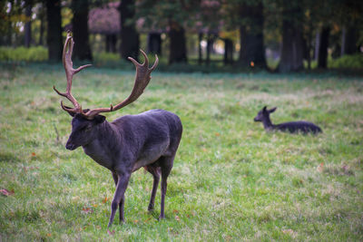 Deer in a field