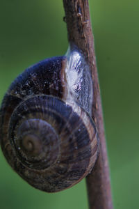 Close-up of snail on tree trunk