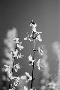 Close-up of flowering plant