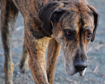 Close-up of dog on field