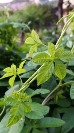 Close-up of fresh green plant