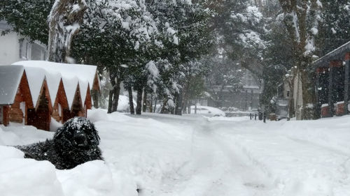 Snow covered trees in winter