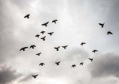 Pigeons taking flight.