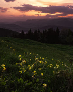 Scenic view of field against sky during sunset