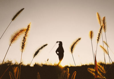 Close-up of stalks on field against sky during sunset