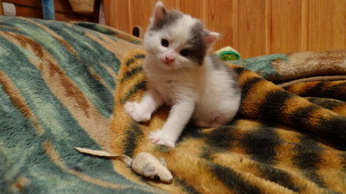 Close-up portrait of kitten relaxing at home