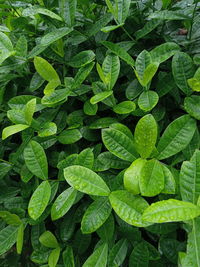 High angle view of raindrops on leaves