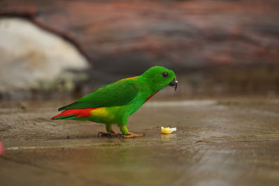 Close-up of parrot perching on wood