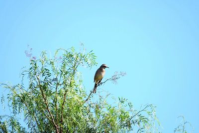 Low angle view of bird perching on tree against clear blue sky