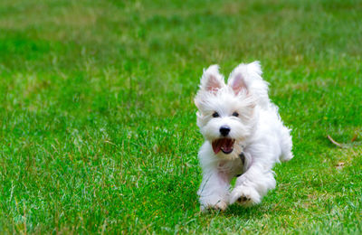 White dog running on grass