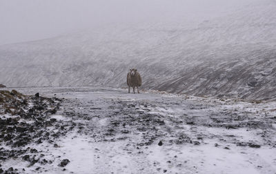 Scenic view of snow covered mountain with a sheep looking at camera.