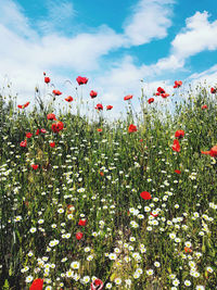 Red flowering plants on field against sky