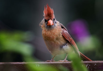 Close-up of a bird