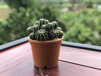 Close-up of succulent plant on table