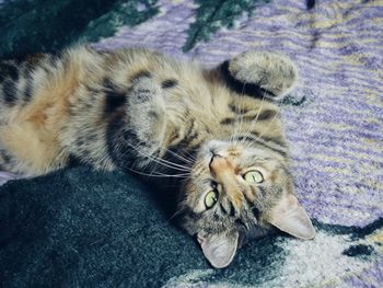 High angle view of cat lying down