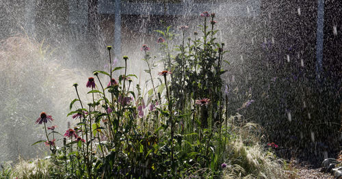 Flowers against spraying water in a sunny day