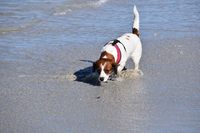 Dog standing on beach