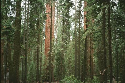 Pine trees in forest