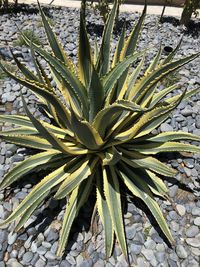 High angle view of succulent plant on field