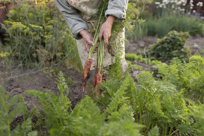 Senior woman picking carrots from vegetable garden