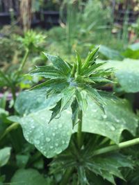 Close-up of raindrops on leaves