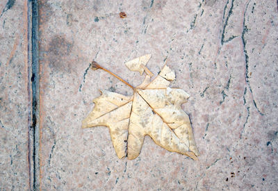 Directly above view of autumn leaf