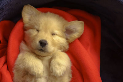 Close-up of puppy sleeping on sofa