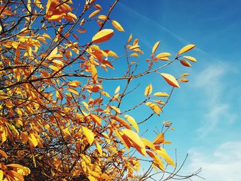 Low angle view of autumnal leaves against blue sky