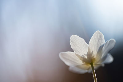 Close-up of white flowering plant