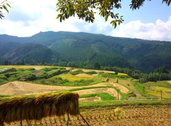 Scenic view of rice field against sky