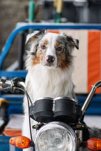 Portrait of dog sitting on motor cycle