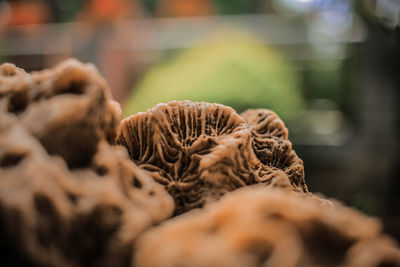 Close-up of mushrooms on dry plant