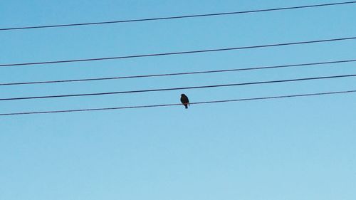 Low angle view of bird perching on cable against sky