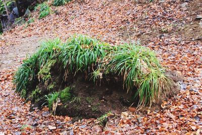 Plants growing outdoors