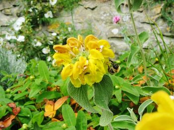 Close-up of yellow flower