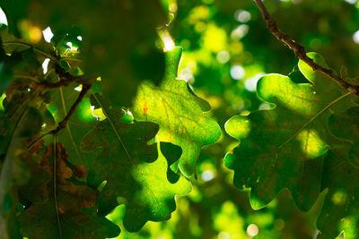 Close-up of leaves on tree