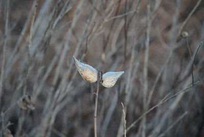 First light on the seed pods